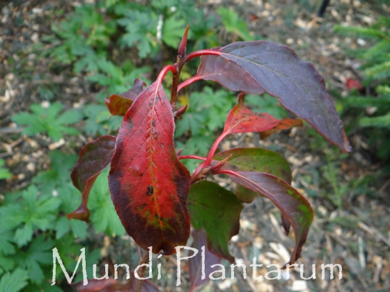 Rehderodendron macrocarpum Mundi Plantarum